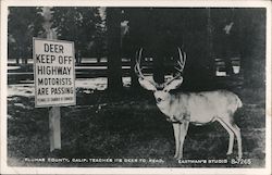 Deer standing by sign in Plumas County Postcard