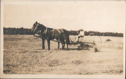 Horse Drawn Cultivator Postcard