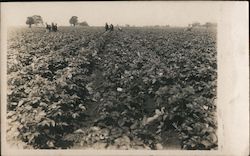 Twenty Seven Acres of Potatoes Postcard