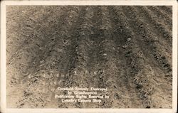 Cornfield Entirely Destroyed by Grasshoppers Farming Postcard Postcard Postcard