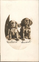 Duchess & General, Spaniels Dogs Postcard Postcard Postcard