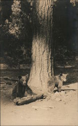 Two Baby Bears Under a Pine Tree California Yosemite National Park J. T. Boysen Postcard Postcard Postcard