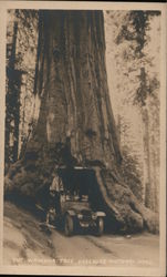 The Waraona Tree Yosemite National Park Postcard Postcard Postcard