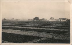 Farmland, rows of crops China Postcard Postcard Postcard