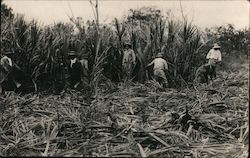 Harvesting Sugar Cane Farming Postcard Postcard Postcard