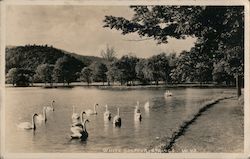 Swans in Lake Postcard