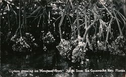 Cockroach Key, Oysters Growing on Mangnove Trees - Jungle Scene Ruskin, FL Postcard Postcard Postcard