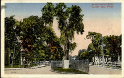 Washington Elm Postcard