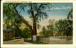 The Washington Elm Cambridge, MA Postcard Postcard