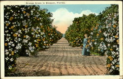 Orange Grove In Blossom Postcard