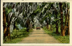 A Moss Covered Drive Postcard