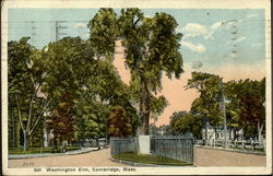 Washington Elm Postcard