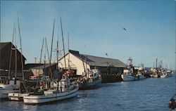 Fishing Fleet Delivering to Tom Lazio Fish Co. Eureka, CA Postcard Postcard Postcard