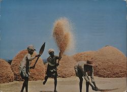 WINNOWING WHEAT ON THE HIGH PLATEAU Addis Ababa, Ethiopia Africa Postcard Postcard Postcard