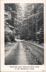 Redwoods near Dimmick State Park on the Mendocino Coast Cape Horn, CA Postcard Postcard Postcard