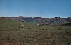 Cattle Ranch in Hidden Valley, Marin County Nicasio, CA Postcard Postcard Postcard