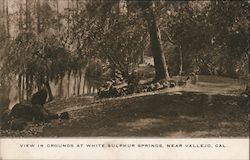 View in Grounds at White Sulphur Springs Postcard