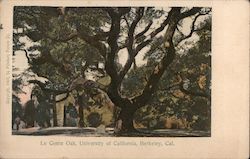 Le Conte Oak, University of California Berkeley, CA Postcard Postcard Postcard