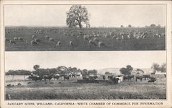 January Scene, Pastures of Animals Postcard