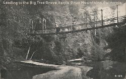 Leading to the Big Tree Grove, Santa Cruz Mountains Postcard