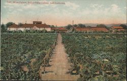 Wine Cellars, Italian-Swiss Colony Postcard