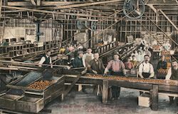 An up to date Orange Packing house Postcard