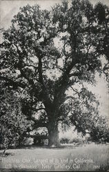 Hutchins Oak Largest of its kind in California 11 ft in diameter Gridley, CA Postcard Postcard Postcard