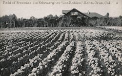 Field of Freesias (in February) at "Los Robles" Postcard