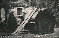 Section of Big Tree Trunk & Dance Hall Calavaras County, Cal. Postcard