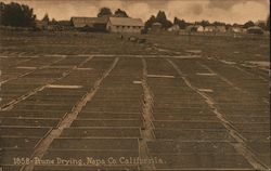 Prune Drying in Napa County Postcard