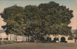 Moreton Bay Fig Tree, Southern Pacific Station Grounds Postcard