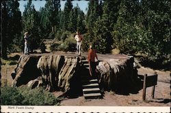 People Standing on Mark Twain's Stump in Kings Canyon National Park, CA California Postcard Postcard Postcard