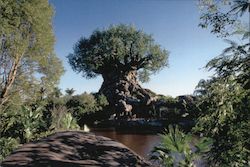 Tree of Life, Disney's Animal Kingdom Postcard