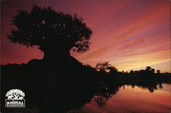 Animal Kingdom Disney Postcard Postcard Postcard