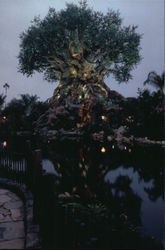 Tree of Life Postcard