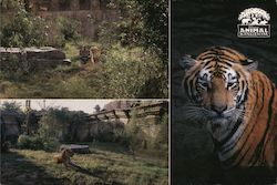 Tigers in Disney's Animal Kingdom Postcard