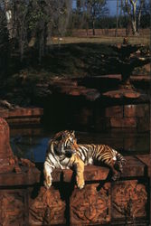 Disney's Animal Kingdom - Tiger - Walt Disney World Postcard