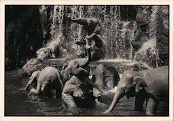 Elephants playing in a pool Postcard