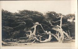 Cypress Trees - 17 Mile Drive Postcard