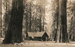 Building at Richardson Grove on the Redwood Highway Postcard