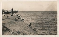 Sea Gulls Postcard