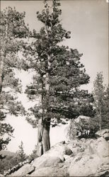 Juniper Tree Postcard