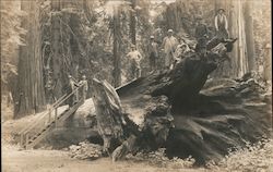 People standing on giant fallen redwood Postcard