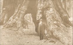 John Muir? standing next to Giant Redwood Tree Postcard