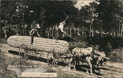 Horses and Cart Hauling the Largest Ear of Corn Postcard