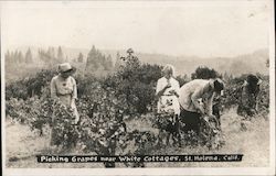 Picking Grapes Near White Cottages Postcard