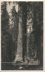 Car Dwarfed by Redwood Tree Postcard