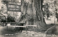 "The Chimney Tree" at Rocky Glen Court Postcard