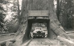 Chandelier Tree, Underwood Park Postcard