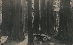 Group of people touring redwood grove in a vintage car Postcard